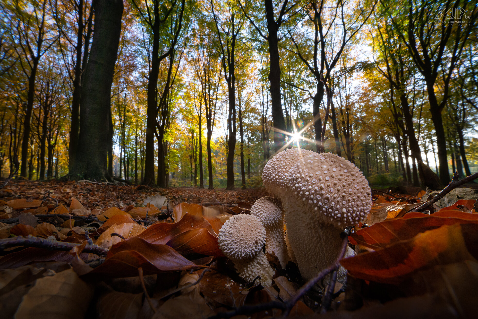 Paddenstoelen - Parelstuifzwam Deze herfst duiken er weer zeer veel prachtige paddenstoelen en zwammen op in onze bossen en tuinen Stefan Cruysberghs